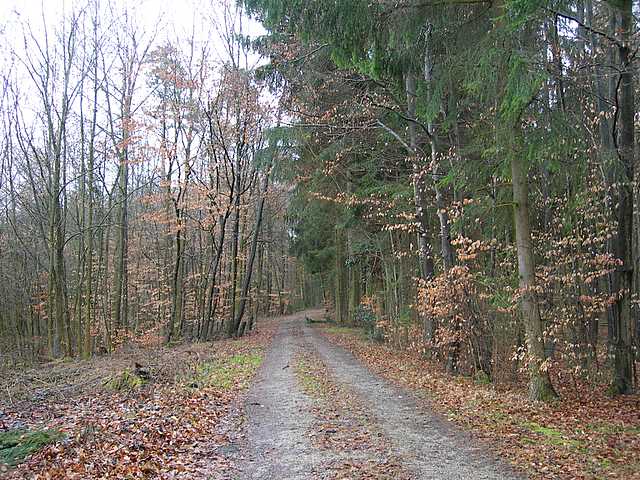 La valle dei funghi sconosciuti